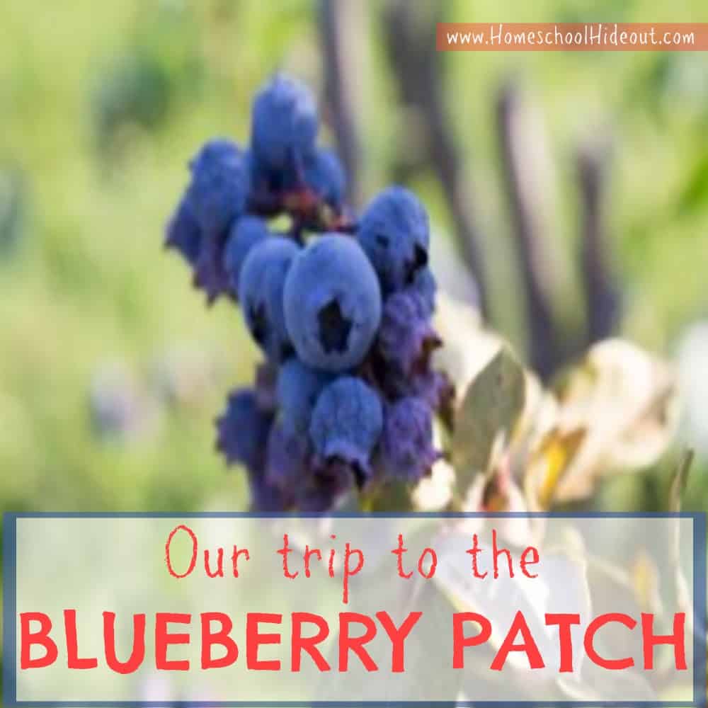 blueberry patch field trip