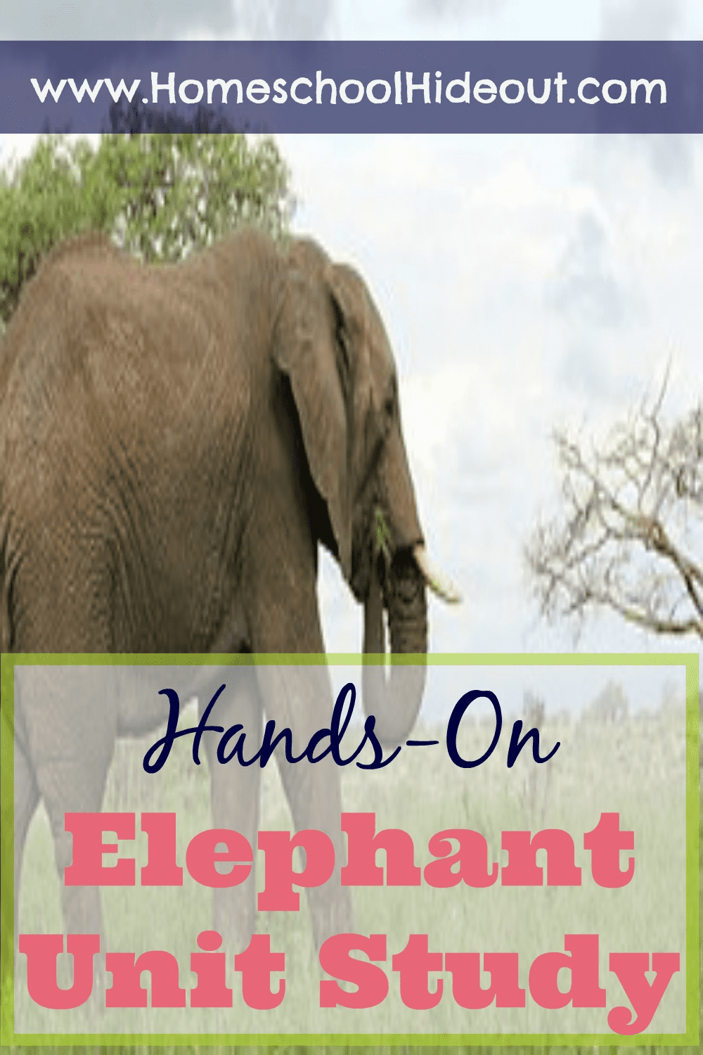 What fun! An elephant unit study that has EVERYTHING I need. Books, games, crafts, fun facts...the whole shebang.