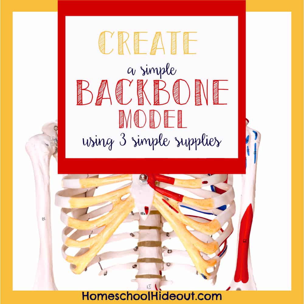 Create a quick and easy backbone model with supplies you probably already have!