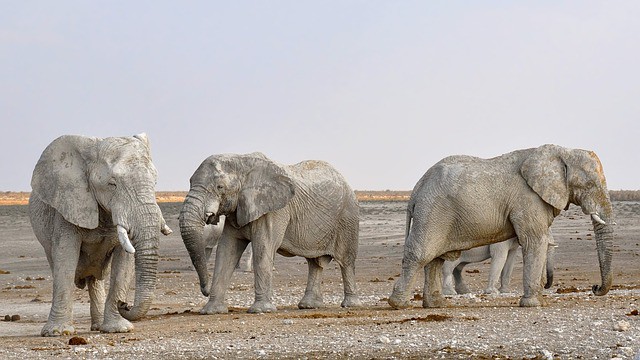 elephant unit study