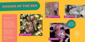 This educational ocean life book really brings the sea to life for kids! I love seeing the different (funny!) faces of fish. It's feels like you are right there next to them! We love page #44. 