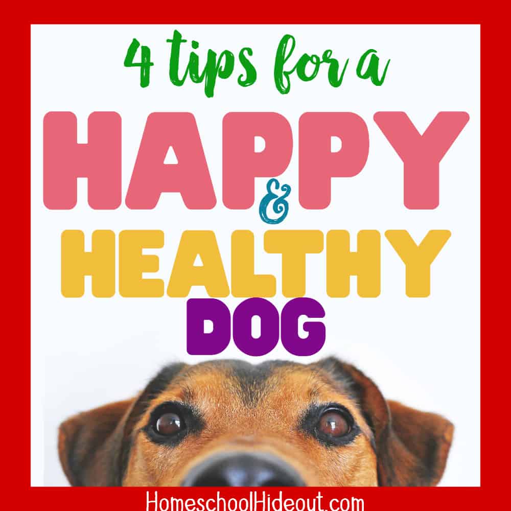 Having a happy and healthy dog is simple! I never really thought of tip #2!